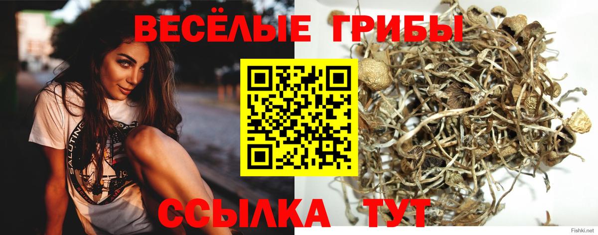 Грозный  Псилоцибиновые грибы мухоморы  Вход с VPN  Галлюциногенные грибы прущие грибы 